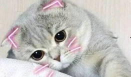 mmsz19猫咪官网最新版本爆料,全新功能与设计亮点抢先看”